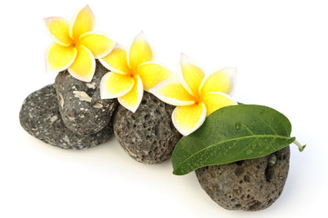 Fototapeta na wymiar frangipani kwiaty na kamienistej plastra miodu