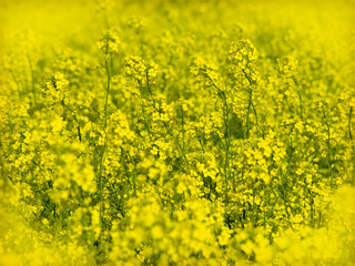 Obraz premium oilseed rape