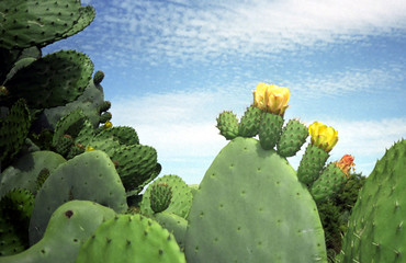 Kakteen in Blüte