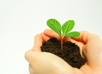 holding a plant