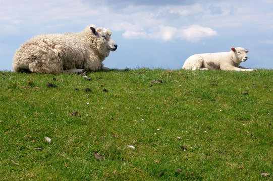 Schafe am Deich mit Textfreiraum