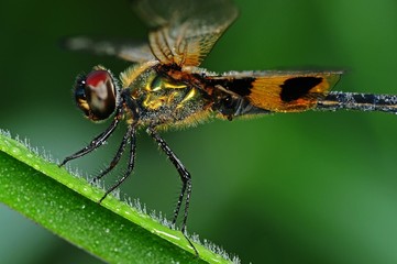 dragonfly and dew