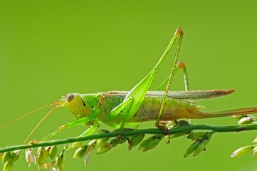 grasshopper in the parks