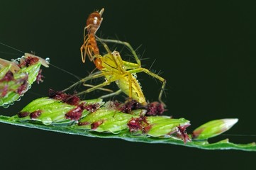 lynx spider eating an ant in the parks