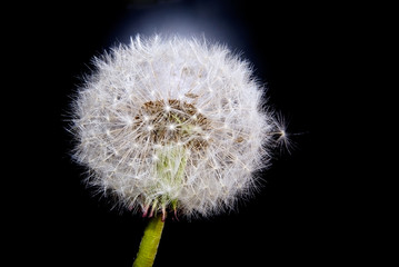 dandelion
