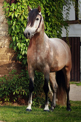 Andalusier hengst