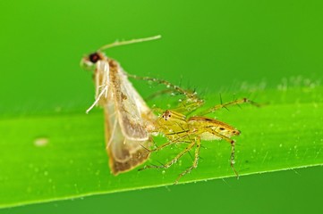 lynx spider eating an moth in the parks