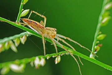 lynx spider in the parks