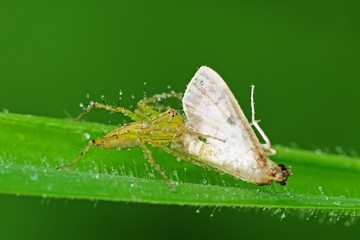 lynx spider eating a moth in the parks