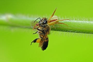 crab spider eating a bee in the parks
