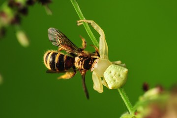 crab spider eating a bee in the parks