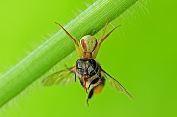 crab spider eating a bee in the parks