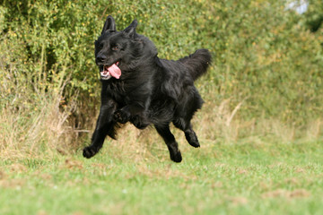 hovawart noir en plein &eacute;lan tirant la langue
