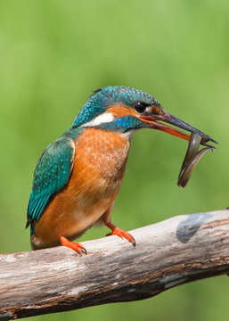 Kingfisher with prey
