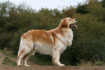 Fototapeta premium parfait profil de l'hovawart blond à la campagne