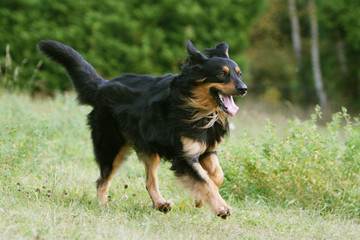 hovawart noir et feu filant à toute allure à la campagne