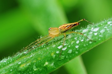 lynx spider and dew in the parks