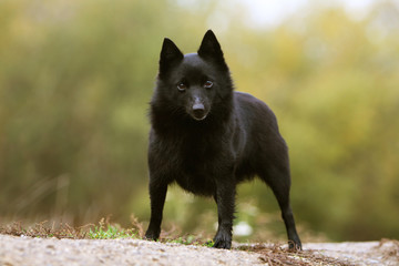 schipperke noir zain de face &agrave; la campagne