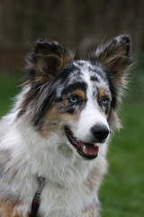Australian Shepherd