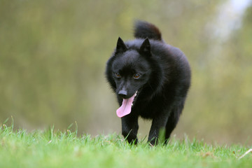 schipperke noir zin avançant de face à la campagne