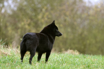 schipperke noir zain statique &agrave; la campagne vu de l'arri&egrave;re