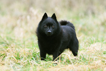 schipperke noir zain nous fixant à la campagne