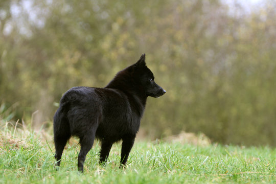 schipperke noir zain statique &agrave; la campagne vu de l'arri&egrave;re