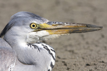 great grey heron / Ardea cinerea