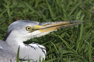 great grey heron / Ardea cinerea
