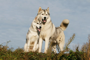 husky en famille sur fond de ciel bleu