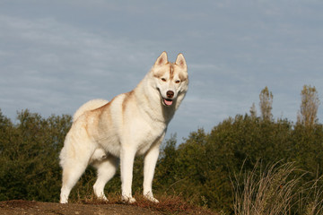 husky sur fond de ciel bleu en bord de forêt