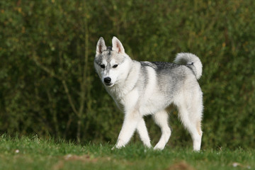 husky sibérien en mouvement de côté