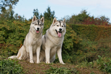 deux husky assis de face tirant la langue à la campagne
