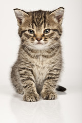Fototapeta premium kitten