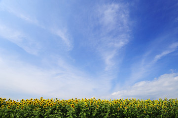 Zonnebloemveld en blauwe lucht
