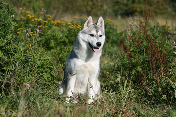 joli husky assis de face au milieu des fourrés