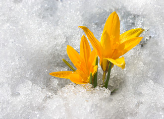 Spring is coming - yellow crocuses in snow