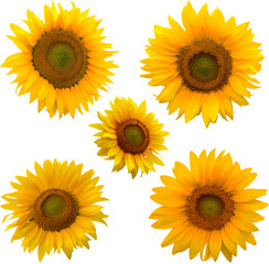 Five sunflowers isolated on white with clipping path