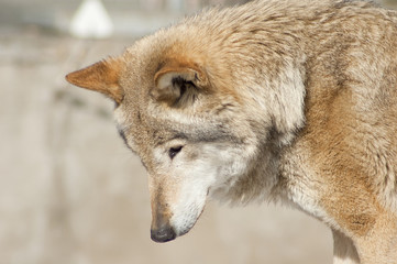 Grey wolf portrait