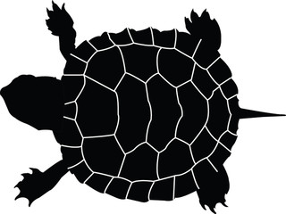 turtle - vector