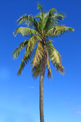 Obraz premium cocotier sur ciel bleu