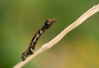Ectropis crepuscularia V