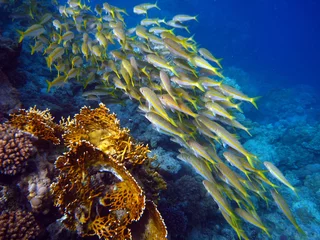 Foto auf Alu-Dibond Fischschwarm am Riff © Michael Rieth