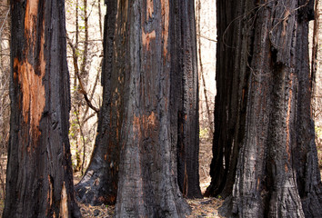 Scorched trees after forest fire