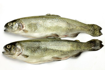 rainbow trout