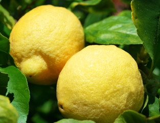 Pianta di limoni per limoncello