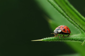 Marienkäfer 3