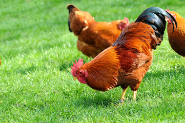 Huhn 13