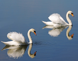 A Pair of Graceful White Swans