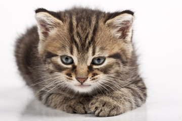 Obraz premium kitten